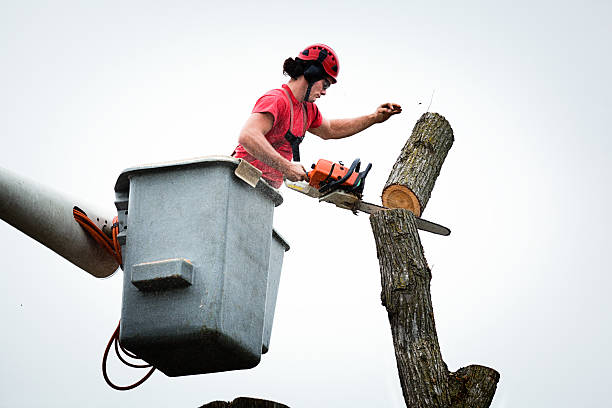 Best Hedge Trimming  in Mmaduke, AR