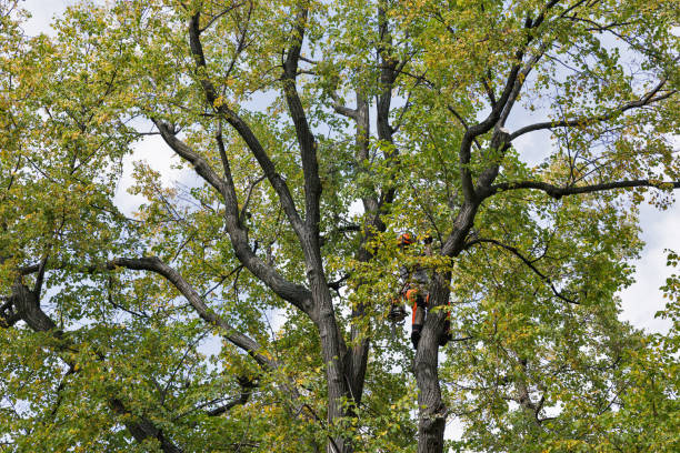 Best Arborist Consultation Services  in Mmaduke, AR